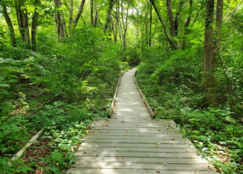 A wooden boardwalk winding through a lush, green forest filled with trees and dense foliage.