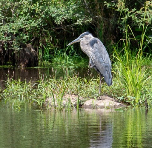 A heron stands on a rock in a serene wetland, surrounded by lush green grass and calm water.