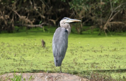 A great blue heron stands on a rock in a green, algae-covered pond, surrounded by lush vegetation.