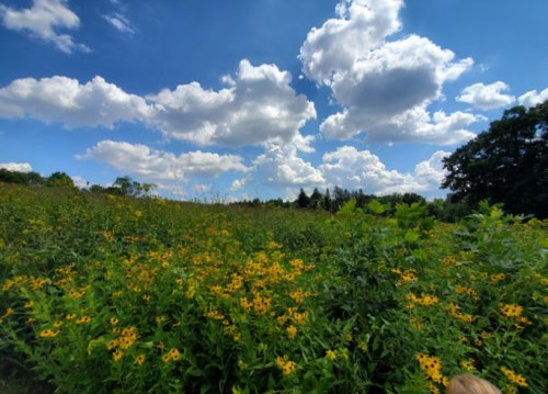 A vibrant field of yellow flowers under a bright blue sky with fluffy white clouds.