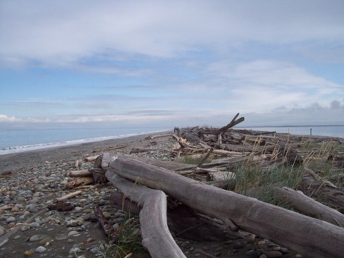 Driftwood scattered along a pebbly beach under a cloudy sky, with calm waters in the background.