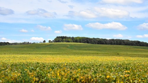 A lush green and yellow field stretches towards a distant tree line under a blue sky with fluffy clouds.