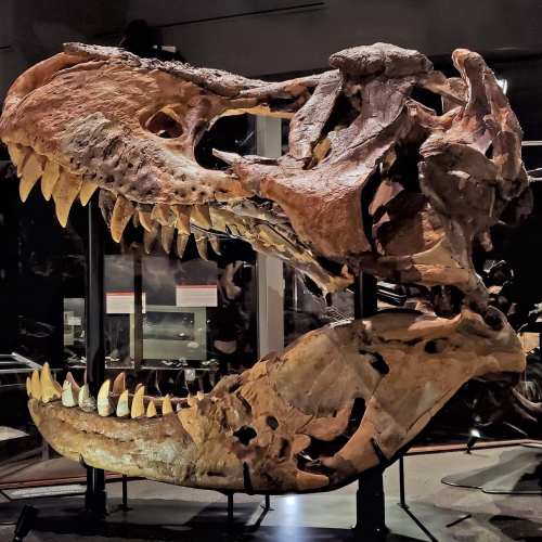 A detailed view of a dinosaur skull, showcasing large teeth and intricate bone structure, displayed in a museum.