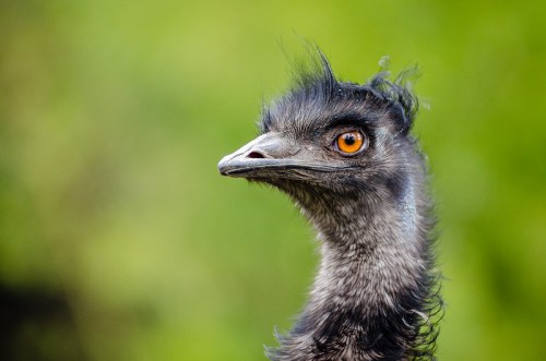 Close-up of an emu with a distinctive orange eye and textured black feathers against a blurred green background.