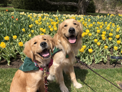 Two golden retrievers sit happily in front of a field of yellow tulips, both wearing green bandanas.