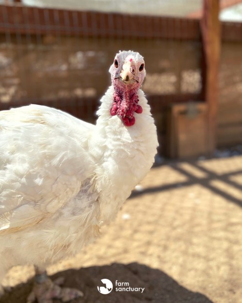 A close-up of a white turkey with a red wattle, standing in a sunny outdoor enclosure.