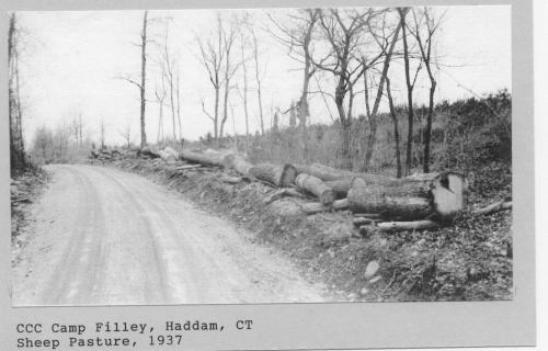 Black and white photo of a dirt road lined with cut logs and bare trees, labeled "CCC Camp Filley, Haddam, CT, Sheep Pasture, 1937."