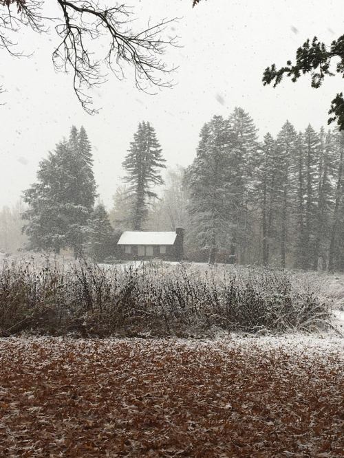 A snowy scene featuring a small cabin surrounded by tall trees and fallen leaves on the ground.