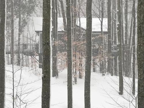 A snowy scene with a house partially obscured by tall trees in a winter forest. Snow is falling heavily.