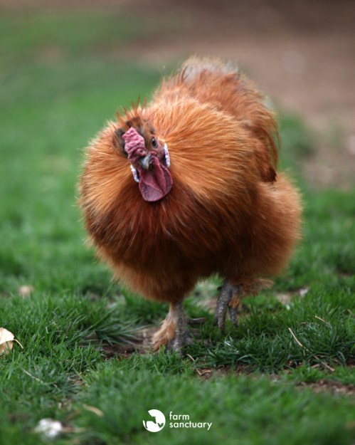 A fluffy orange chicken walking on green grass, showcasing its vibrant feathers and curious expression.