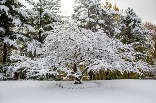 A snow-covered tree stands in a winter landscape, surrounded by evergreen trees and a blanket of fresh snow.