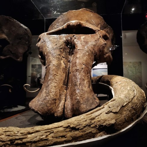 A large fossilized skull displayed in a museum, showcasing intricate details and textures.