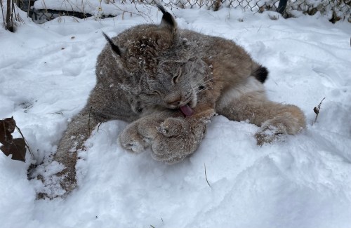 A lynx resting in the snow, licking its paw, with snowflakes on its fur.