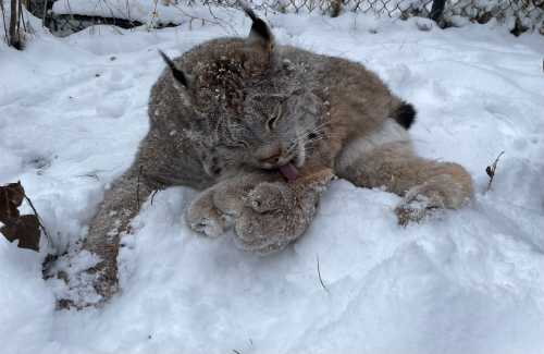 A lynx resting in the snow, licking its paw, with snowflakes on its fur.