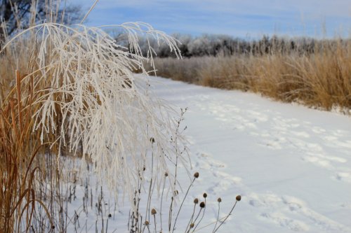 Frost-covered grass and plants beside a snowy path, with a clear blue sky and trees in the background.