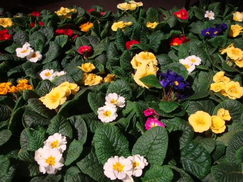 A vibrant display of colorful flowers, including yellow, red, white, and purple, surrounded by lush green leaves.