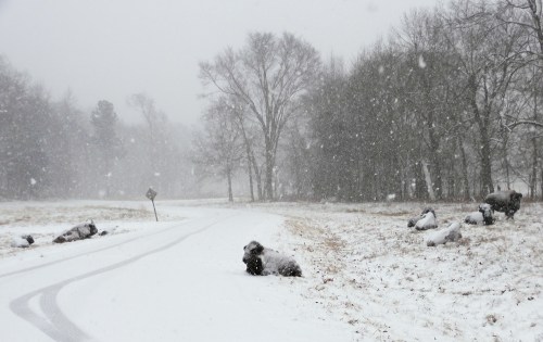 A snowy landscape with a winding road, scattered rocks, and trees in the background, creating a serene winter scene.