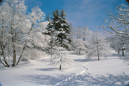 A serene winter landscape with snow-covered trees and a clear blue sky, featuring a path through the fresh snow.