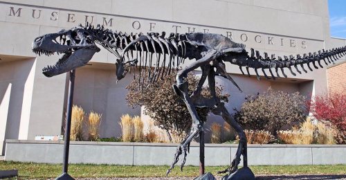 A T. rex skeleton displayed outside the Museum of the Rockies, with a clear blue sky in the background.