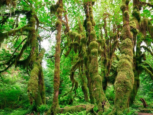 Lush green forest with tall, moss-covered trees surrounded by vibrant foliage.
