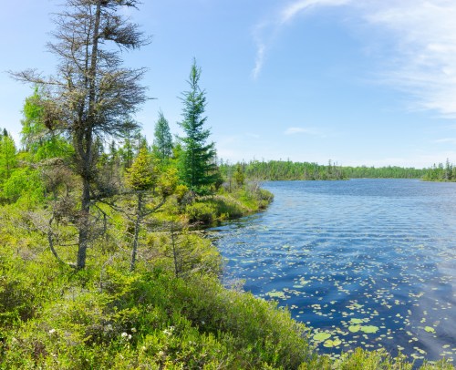 A serene lake surrounded by lush greenery and trees under a clear blue sky. Water lilies float on the surface.