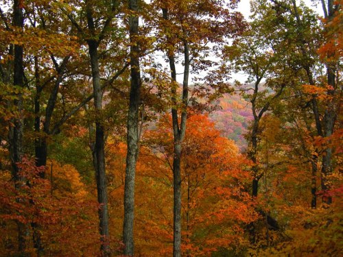 A vibrant autumn forest with trees displaying shades of orange, red, and yellow leaves against a misty backdrop.
