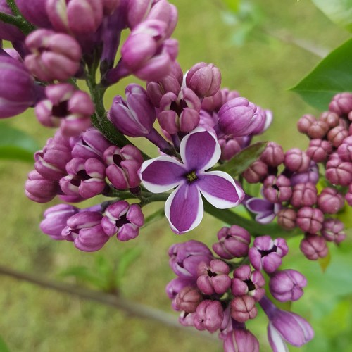 A close-up of lilac flowers in various shades of purple, with one white-bordered flower among the buds.