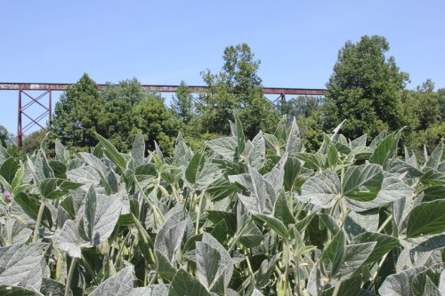 A field of green soybean plants with a rusted railway bridge in the background under a clear blue sky.