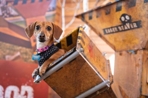 A small brown dog with a black polka dot harness sits in a toy dump truck, smiling at the camera.