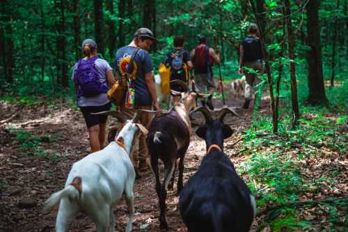 A group of people hiking on a forest trail, accompanied by several goats. Lush greenery surrounds them.