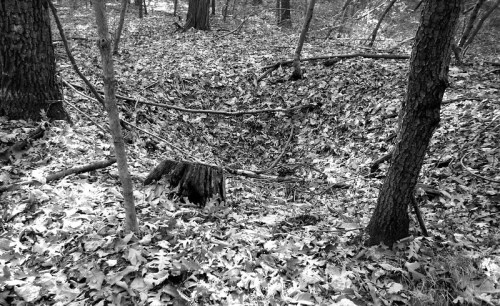 A black and white image of a forest floor covered in leaves, featuring a depression surrounded by trees and branches.