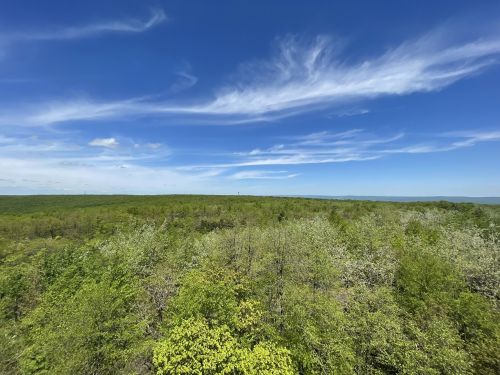 A panoramic view of lush green trees under a bright blue sky with wispy clouds.