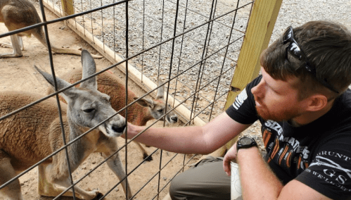 A person gently pets a kangaroo through a fence at an animal enclosure. Other kangaroos are visible in the background.