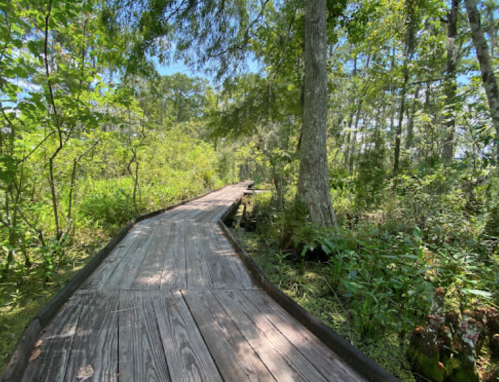 A wooden boardwalk winding through a lush green forest with trees and foliage on either side.