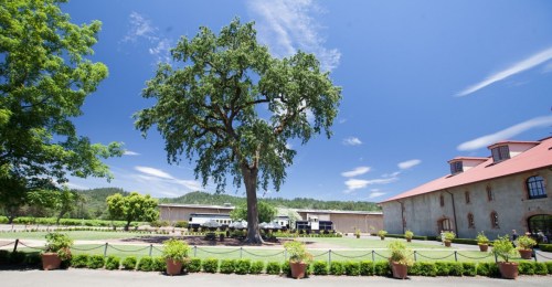 A large tree stands in a landscaped area with a building and blue sky in the background, creating a serene outdoor scene.