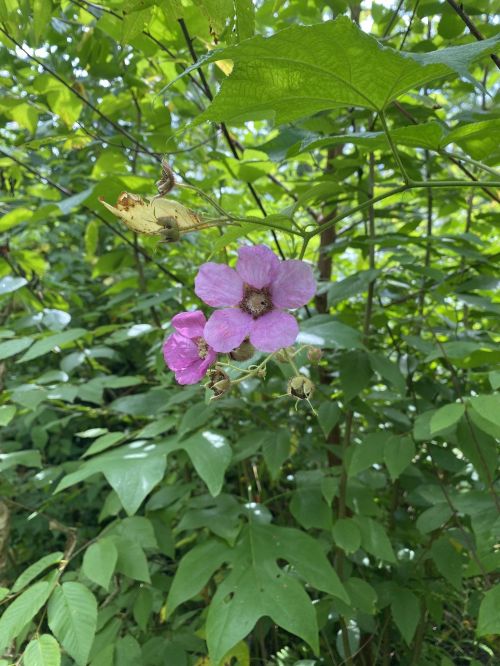 A cluster of pink flowers surrounded by green leaves in a natural setting.