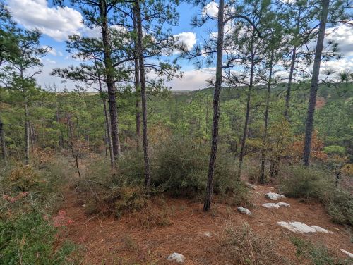 A scenic view of a forest with tall pine trees, under a blue sky with clouds, and a mix of greenery and rocky ground.
