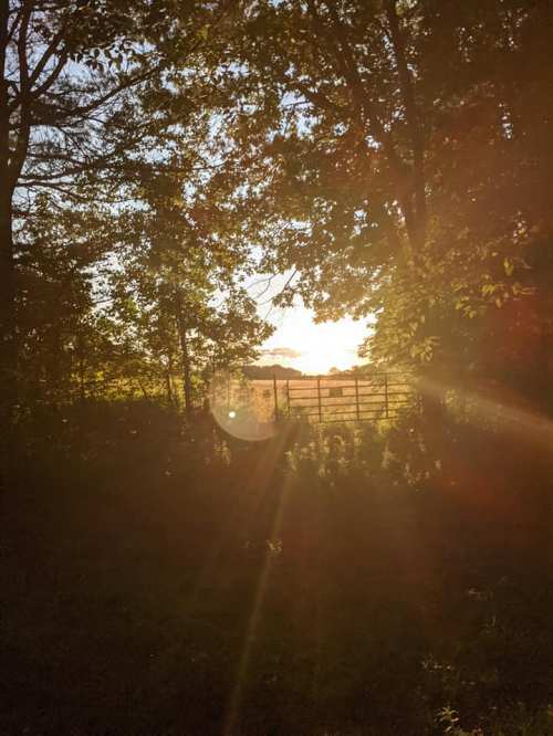 A serene sunset view through trees, with a wooden gate in the distance and soft sunlight filtering through.