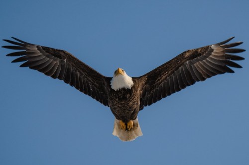 A bald eagle soaring against a clear blue sky, wings fully spread and facing upward.