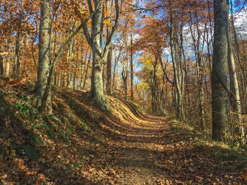 A winding forest path surrounded by trees with vibrant autumn leaves and a clear blue sky.
