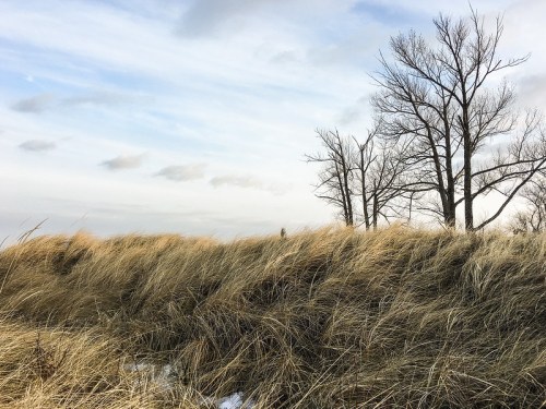 A landscape featuring tall grass and bare trees against a cloudy sky.
