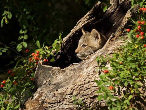 A young lynx peeks out from a hollowed tree trunk surrounded by green leaves and red berries.