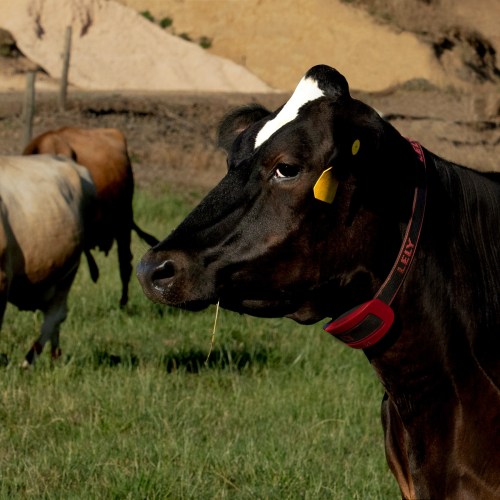 A close-up of a black cow with a white patch on its head, wearing a red collar, in a grassy field with other cows in the background.