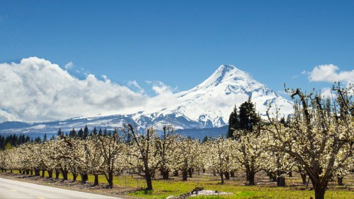 A snow-capped mountain rises above blooming orchards under a clear blue sky with scattered clouds.