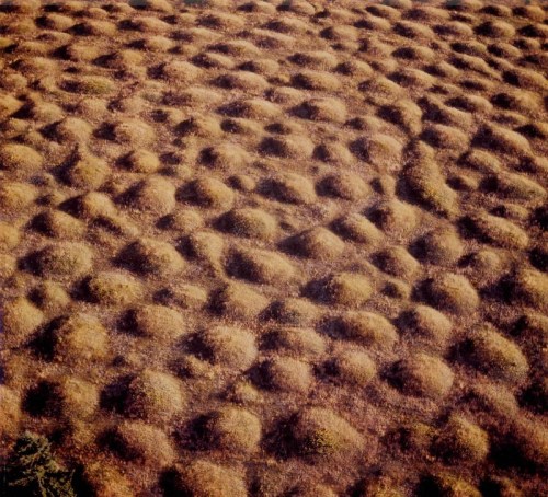 Aerial view of a landscape covered in numerous rounded mounds, creating a textured, undulating surface.