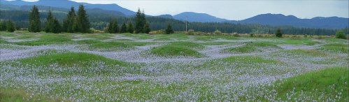 A panoramic view of a lush green field covered in purple flowers, with mountains in the background under a cloudy sky.