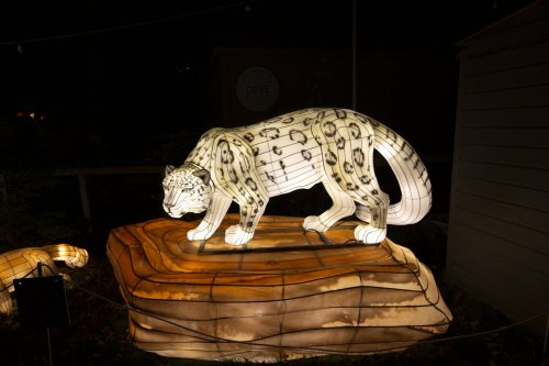 A glowing lantern sculpture of a tiger on a wooden base, illuminated against a dark background.