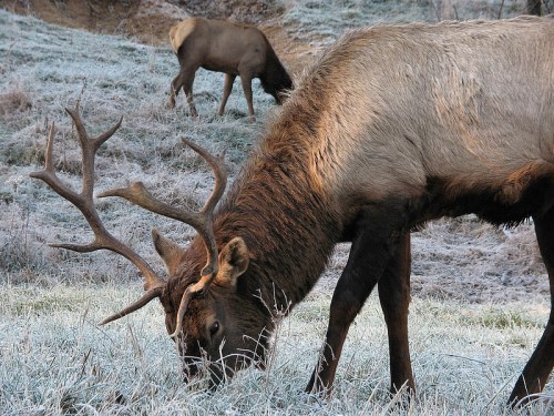 A close-up of a male elk grazing on frosty grass, with another elk in the background.