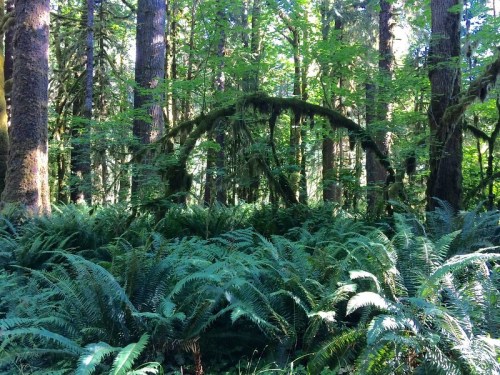 Lush green forest with tall trees and ferns, featuring a moss-covered arching branch in the background.