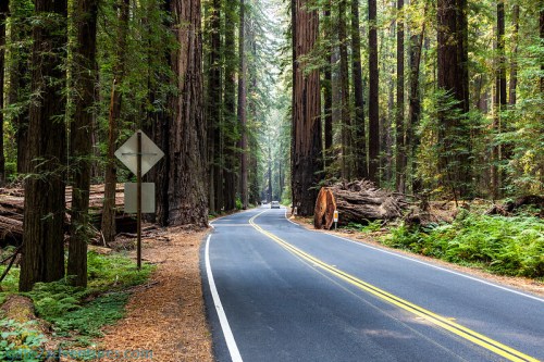 A winding road through a lush redwood forest, with tall trees and fallen logs lining the sides.